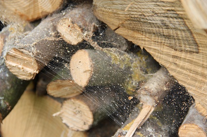 picture of firewood