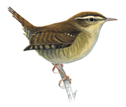 Wren